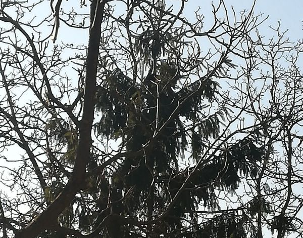 BRAŞOV. Intervenţie ISU, pentru salvarea... unei pisicuţe 1 img-20180115-wa0002.jpg