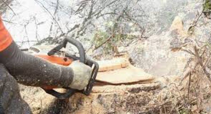 Județul BRAȘOV. Prinși în timp ce tăiau ilegal arbori / Acțiuni silvice în mai multe localități 1 taieriarbori.jpg