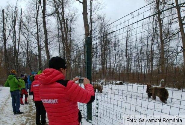 BRAŞOV. Salvamontiştii italieni au adoptat un urs de la rezervaţia din Zărneşti (FOTO) 1 28166988_1993267944047691_2283528000256255901_n_248193.jpg
