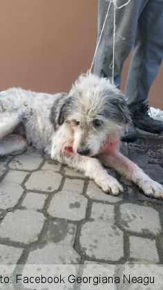 BRAȘOV. Bărbatul care a omorât o cățelușă împușcând-o cu 32 de alice este cercetat în libertate 1 catelusa impuscata 2_247371.jpg