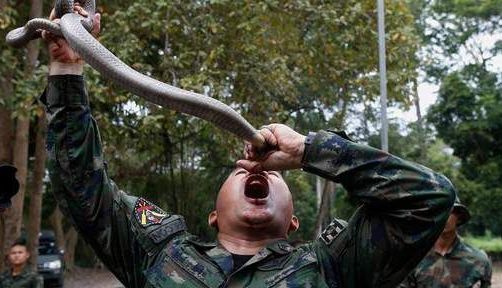 Sânge de cobra și păianjeni, în MENIUL soldaților!!! 1 mytex.jpg