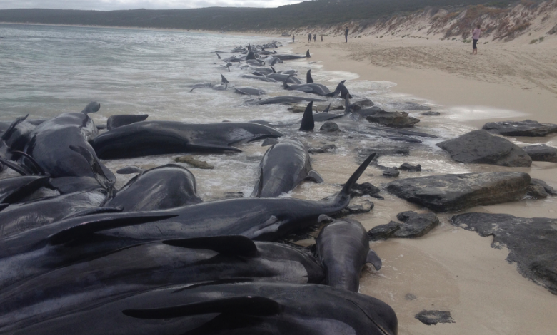 Zeci de balene moarte în Australia 1 balene.png