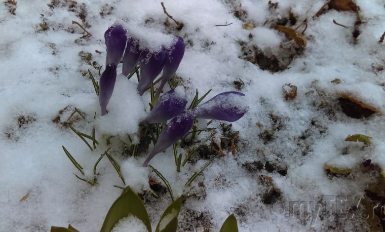 BRAȘOV. Vremea se menține rece și va mai ninge 1 imag0376.jpg