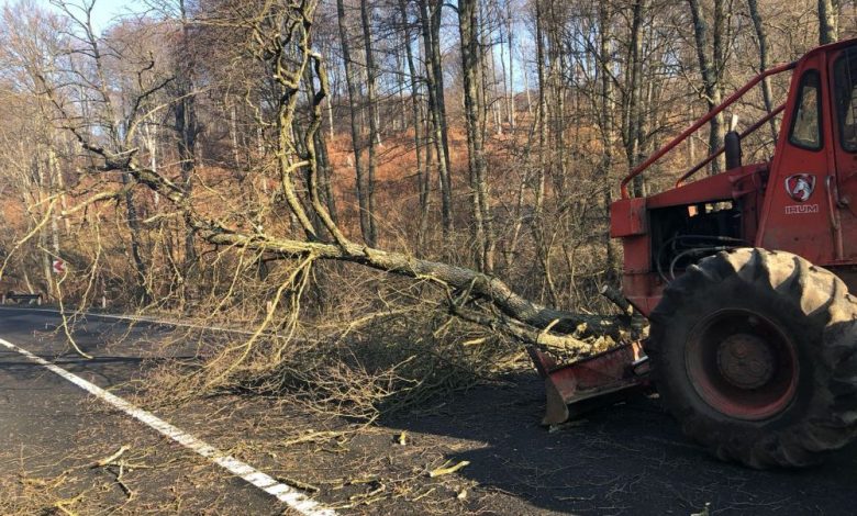 O fundație din BRAȘOV a cumpărat peste 100 ha defrișate, doar ca să le reîmpădurească 1 taierearboridn13padureabogatii.jpeg