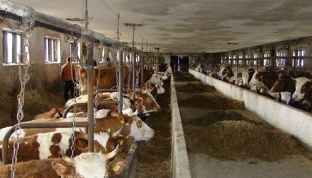 BRAŞOV. Animale evacuate din fermă, la Mândra, existând pericol de rupere a unui dig 1 vaci_3.jpg