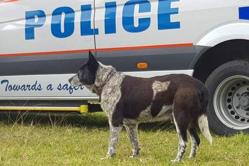 CÂINE EROU. Surd și aproape orb, animalul a salvat viața unei copile de 3 ani!!! 1 max_2.jpg