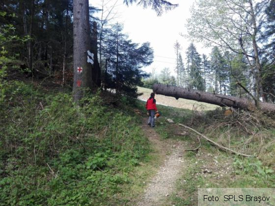 Salvamontiştii vor marca Centenarul prin muncă şi acţiuni educative. La BRAŞOV se lucrează deja la verificarea şi curăţarea potecilor (FOTO) 1 salvamont copaci_250798.jpg