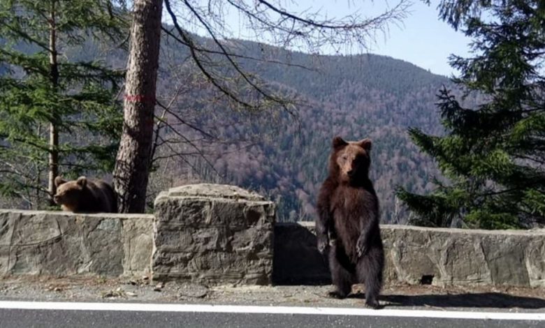 Jandarmeria Braşov are cadre pregătite să tranchilizeze urşi, dar aşteaptă încă dotarea necesară 1 ursi1.jpg