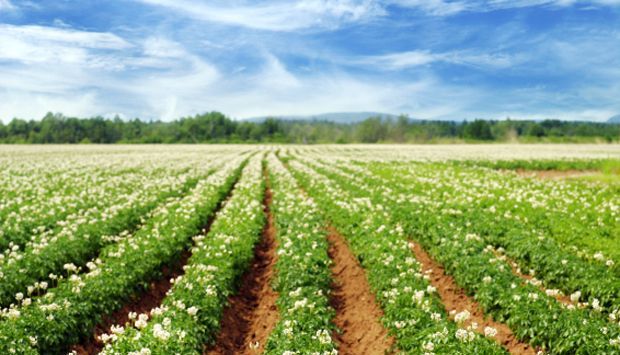 APIA a publicat „Ghidul fermierului privind ecocondiţionalitatea - 2018” 1 agricultura.jpg