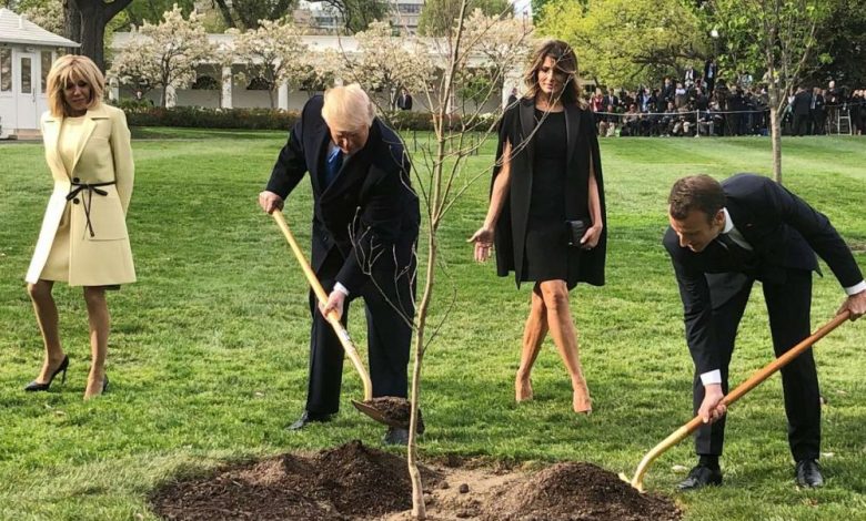 A dispărut copacul plantat de Trump și Macron 1 copac_12.jpg