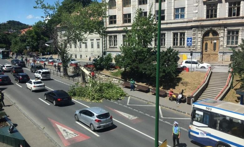 BRAŞOV. Copaci tăiaţi de urgenţă 1 copaccentru.jpg