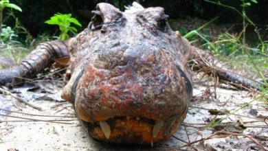 croco_4.jpg
