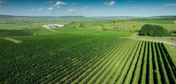 Cea de-a patra ediție a campaniei „Vin de casă din must de la Jidvei” marcată prin lansarea unui nou sortiment: must roze 1 Jidvei_254353.jpg