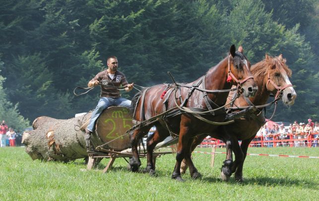 BRAȘOV. Spectaculosul Festival Ecvestru, reluat 1 fectival-ecvestru.jpg