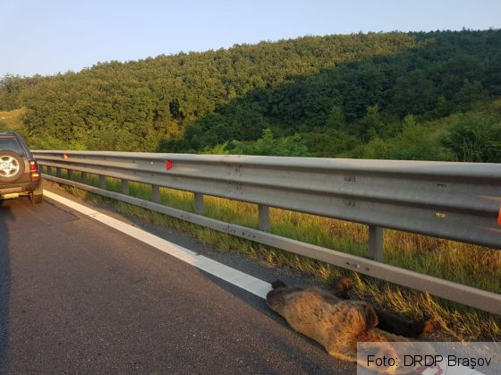 Încă un urs a fost omorât de un autovehicul pe autostrada A1 1 IMG-20180820-WA0001_255706.jpg