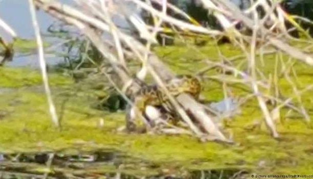 Un anaconda uriaș, prins de un expert 1 anaconda_2.jpg