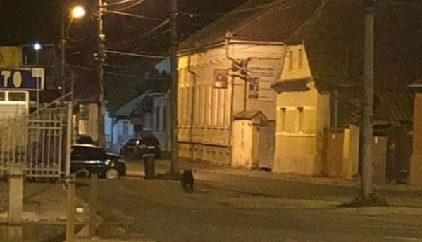 Ursul, LA PLIMBARE prin Făgăraș!!! 1 urs_9.jpg
