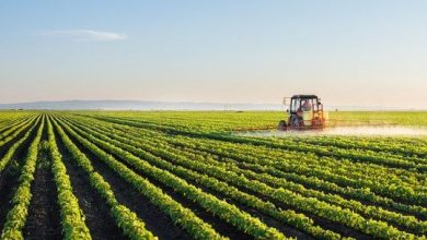 agricultura3.jpg