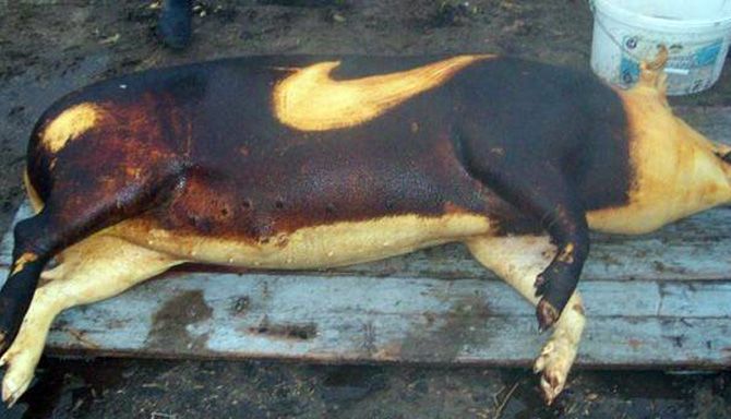 nike_3.jpg