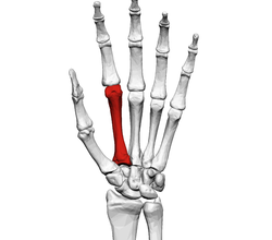 metacarpian2.png