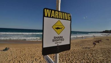 sharkattack.jpg
