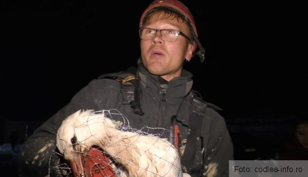 BRAȘOV. Barza care i-a pus pe jar pe codleni a fost salvată de doi alpiniști utilitari 1 barzasalvata.jpg