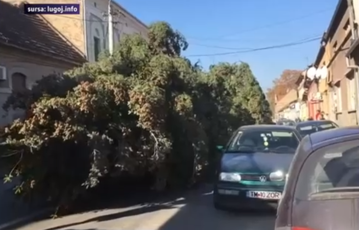 Bradul de Crăciun a avariat mai multe mașini după ce a fost târât până în centrul orașului 1 brad.png