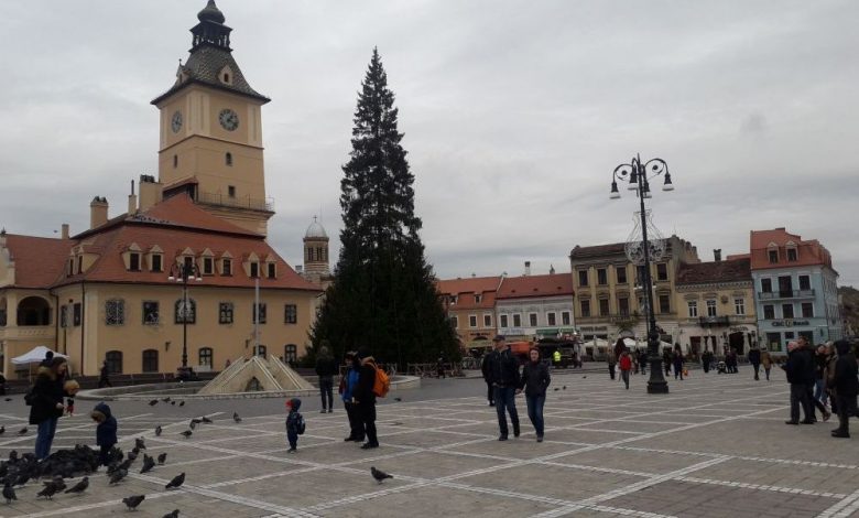 BRAŞOV. Primăria insistă pe ideea că vom avea cel mai înalt şi mai frumos brad din ţară 1 brad_8.jpg