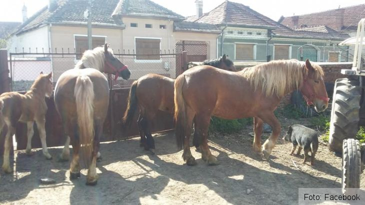 BRAȘOV. Cai furați cu dubele, în Veneția de Jos?! 1 cai furati 2_259094.jpg