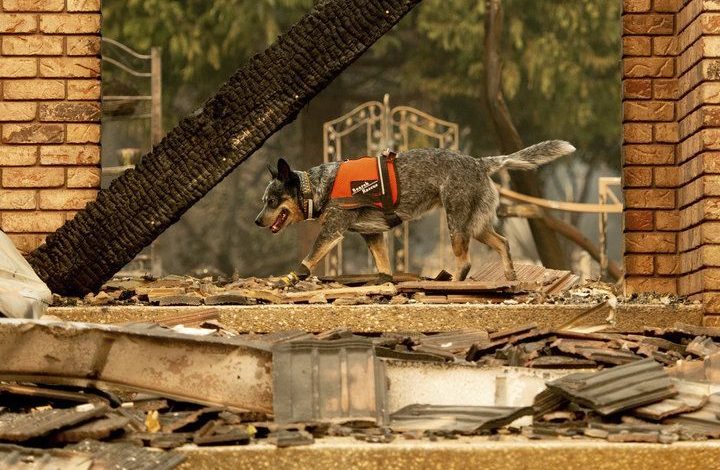 Bilanțul incendiilor din California a ajuns la 63 de morți 1 campfire.jpeg