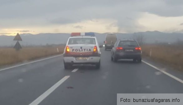 BRAȘOV. Căprioară omorâtă de un autoturism, pe DN 1 1 caprioaradn1.jpeg
