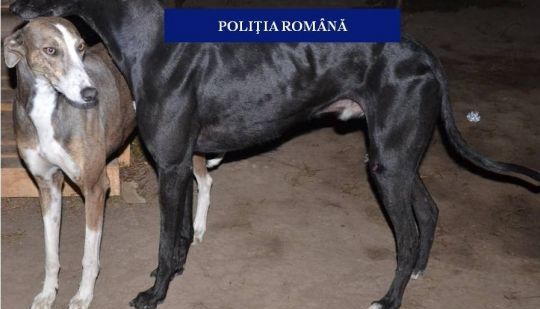 Descinderi la suspecţi de braconaj cinegetic 1 ogari.jpg