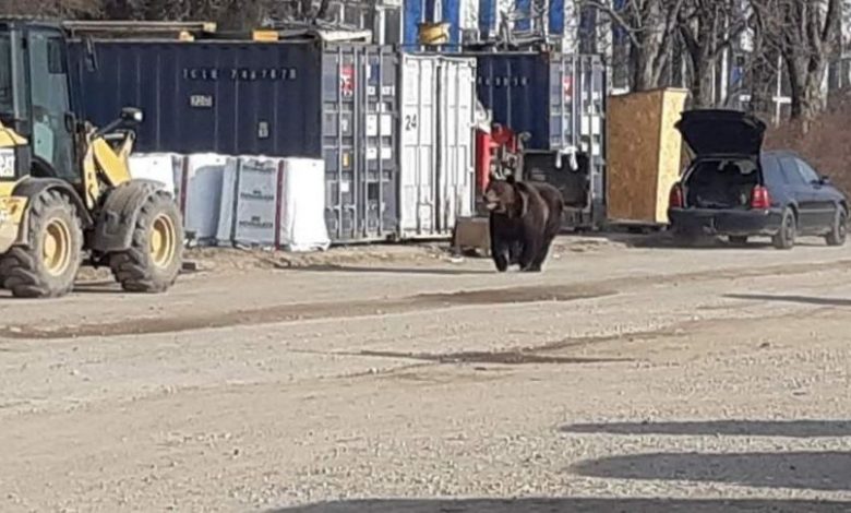 Update. BRAȘOV. După „maraton”, ursul filmat lângă mall a rămas în pădure, în zona Dealului Lempeș 1 received-377601146314931.jpeg