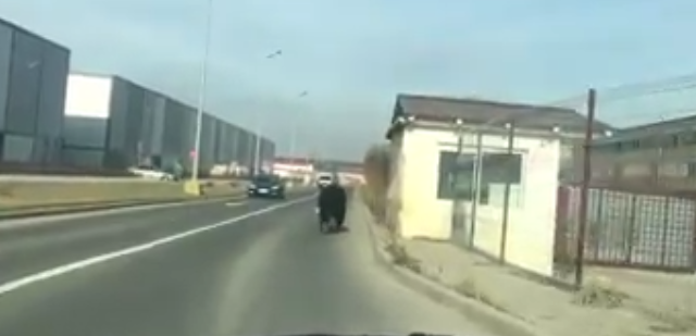Update. BRAȘOV. Urs filmat în zona mall-ului! Prima recomandare a Departamentului pentru Situații de Urgență, după mesajul prin RO-ALERT 1 urstractorul2.png