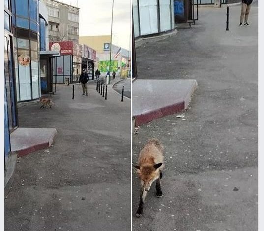 BRAŞOV. Vulpe în centrul oraşului! 1 vulpe-constantin-turturica.jpg