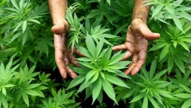 cannabis_4.jpg