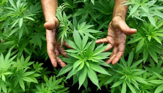Legalizarea consumului de canabis a fost respinsă 1 cannabis_4.jpg