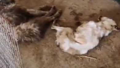 cateimorti.png