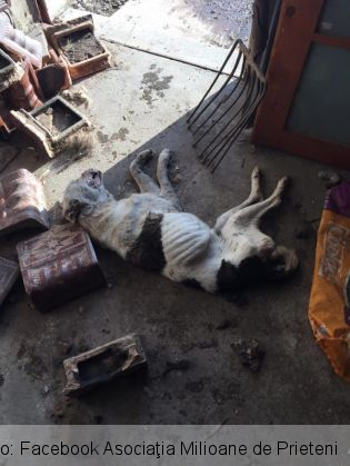Update. BRAŞOV. Administratorul adăpostului de la Prejmer este căutat de Poliţie 1 catel prejmer_262432.jpg