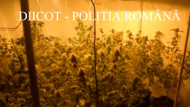culturacannabis_2.png