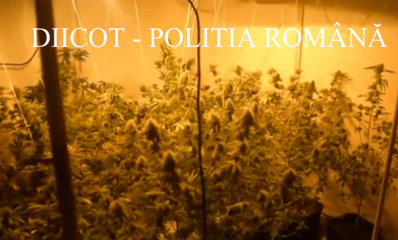 culturacannabis_2.png