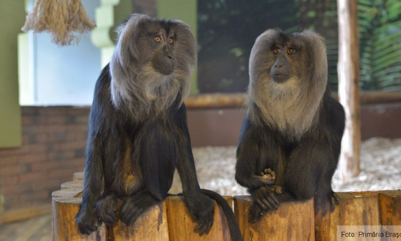 Zoo BRAŞOV a deschis Casa maimuţelor, cu specii unicat în România 1 maimute2.jpg