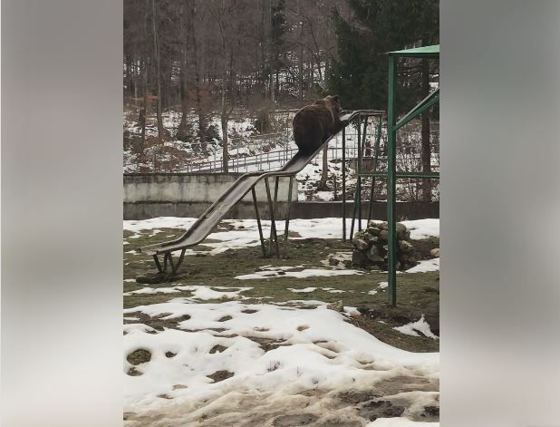 BRAȘOV. Urs la joacă pe tobogan (VIDEO) 1 ursulet_3.jpg