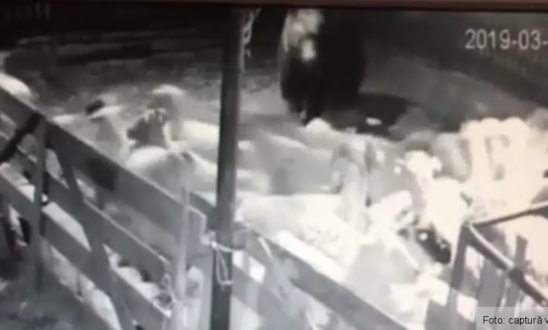 BRAŞOV. Ursul a dat atacul la stupi şi mioare, în Buneşti 1 ursbunesti.png