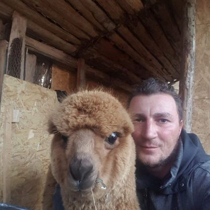 alpaca-Pablo-Marian-Godina_265495.jpg
