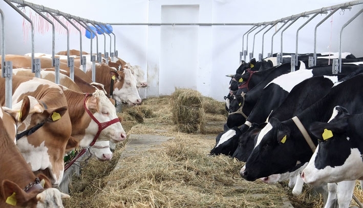 Brașov. APIA a început plata ajutorului de stat pentru ameliorarea raselor de animale 1 animale.jpg
