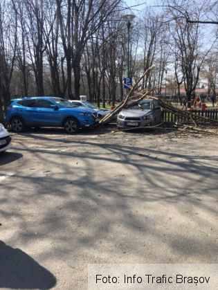 BRAȘOV. Copac căzut peste autoturisme, în Tractorul (FOTO) 1 copaci tractorul_265305.jpg