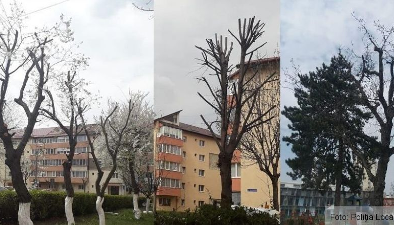 BRAŞOV. Amenzi de până la 5.000 de lei pentru toaletarea/tăierea neautorizată a arborilor 1 politialocalabrasov.jpg