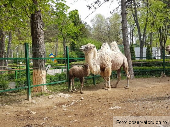 Doi pui de cămilă, vedete la ZOO, în Prahova 1 pui de camila 2_266206.jpeg