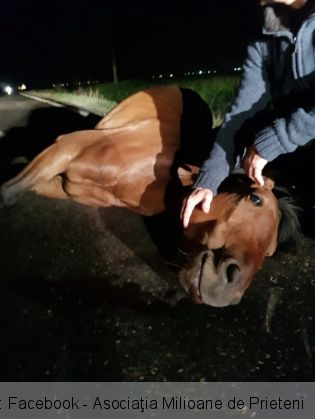 Update. BRAŞOV. Ambii cai de pe DN 11 au murit loviţi de maşini! Unul a suferit chiar două accidente... 1 cai morti 2_266927.jpg